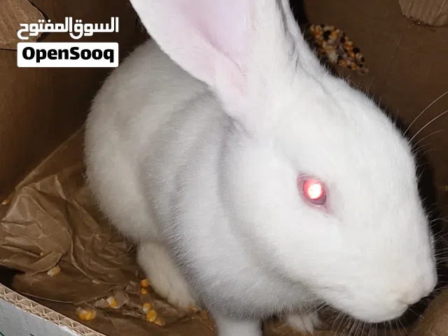أرانب فرنسي جامبو