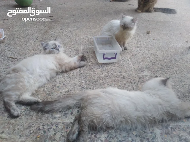 موجود 3قطط هملايا ذكر وانثايتين للبيع العمر5شهور