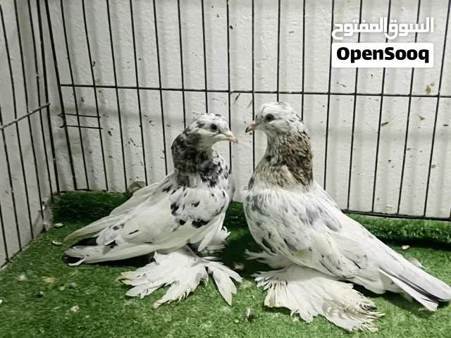 كوبية هزاز للبيع
