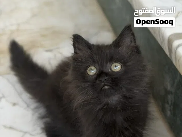 السلام عليكم قط شيرازي عمره شهرين