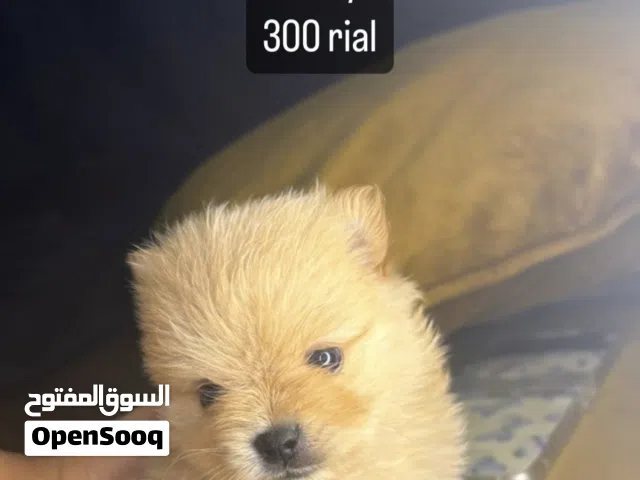 Pure pomeranian