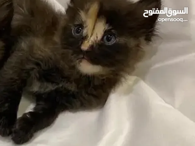 كتن للتبني مجانا