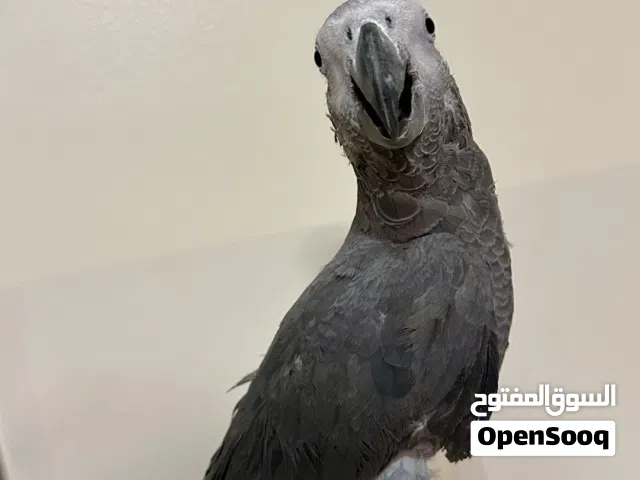 ببغاء زنجباري مروض تبارك الرحمن عين صفرا