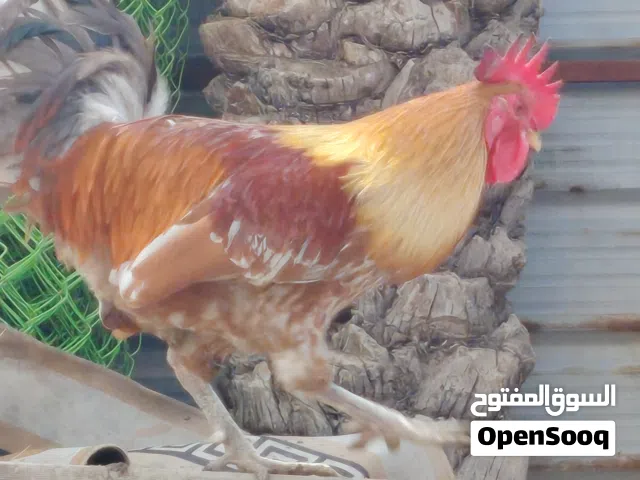 ديك عرب نضيف وبصحة جيده