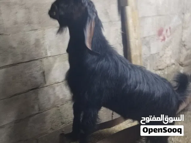 ثني ثلاث حبات مبدل جديد يصلح عقيه اونذر ضهرو مليان مسكر لحم
