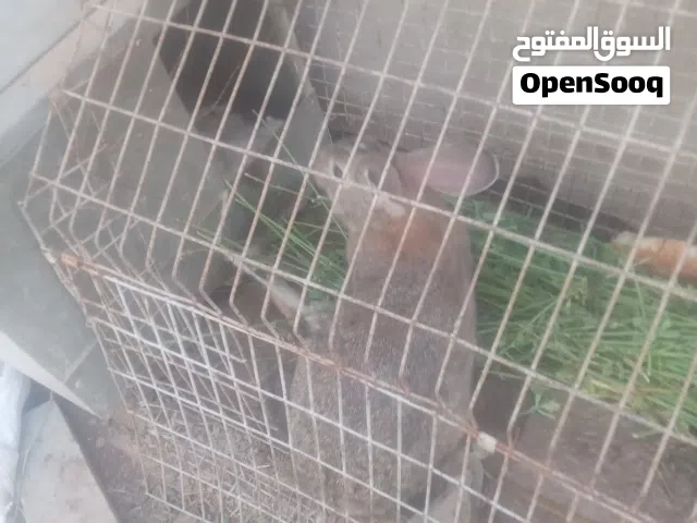 أرنب اعشره للبيع
