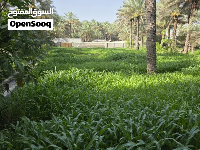 حشيش غشمر عماني للبيع