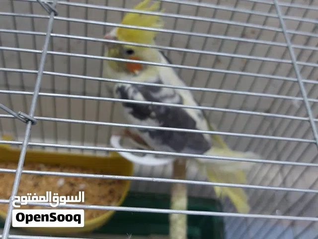 كوكتيل للبيع