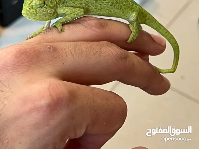Veiled chameleons