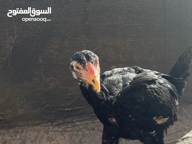 للبيع مجموعه تايلنديه