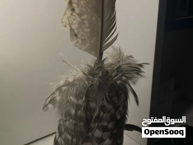 ميداليه رجل صقر محنط