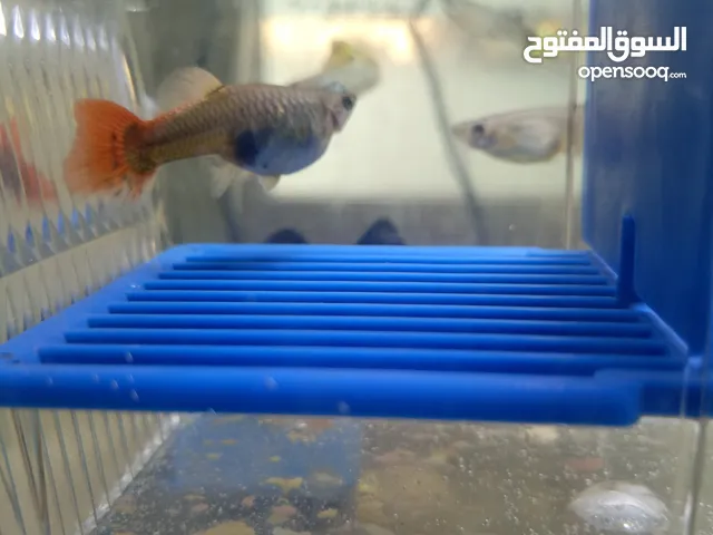 حوض سمك 40×40×40 فيه وكاله معه غطاء خشب سويد مدهون سلر ضد العفن وخشب الديكور الخارجي مدهون