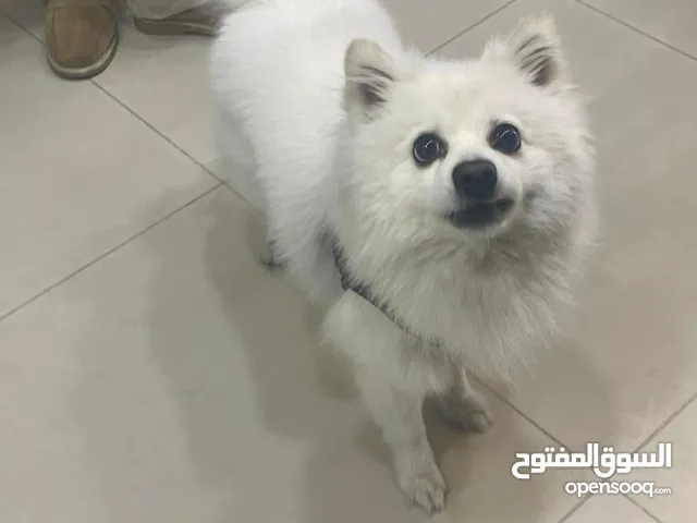 كلب اسبيتز عمره سنه وشهرين