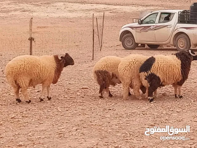 لحام اضاحي