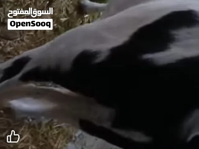 بجر عمرها 10تشر ما طالبه بعدهي عنوان بصرة قظاء أبو الخصيب