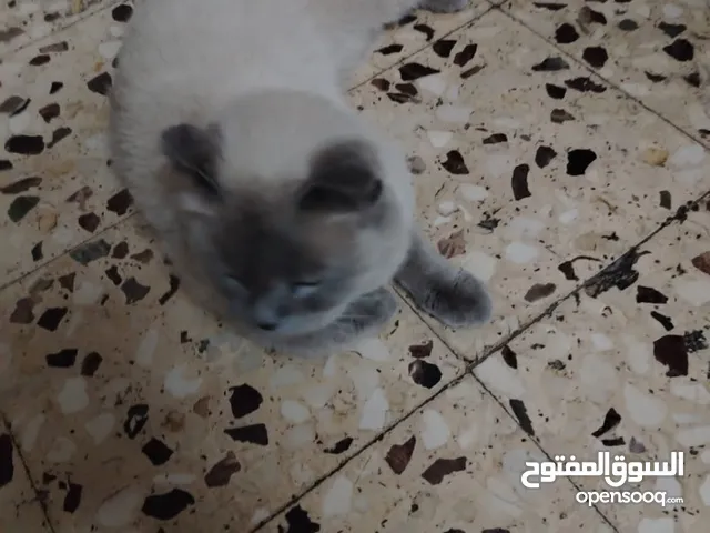 تفاصيل البسه ذكر وانثى اسمهم ثلاثه ومطعمات وكل شيء