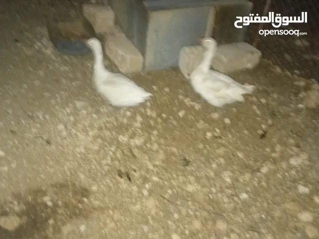 متاح جوز كنار ليموني وجوز وز أبيض للبدل على دجاج أو فرخات أو صيصان