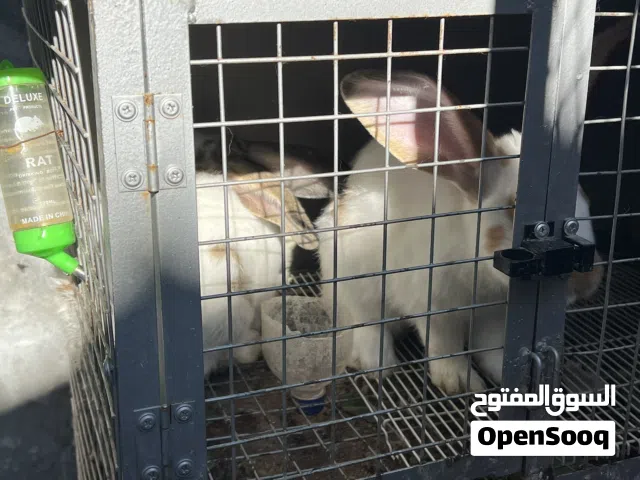 للبيع ارانب بابيون نخب