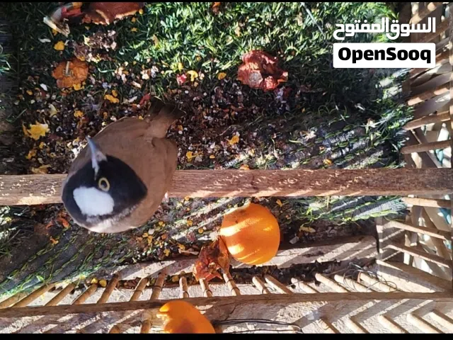 بلبل صيد بصره تغريد فووول
