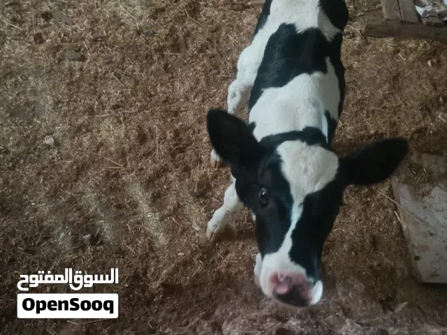 عجله صغيره العمر 4 ايام. غير قابل للتفاوض غير قابل للتفاوض
