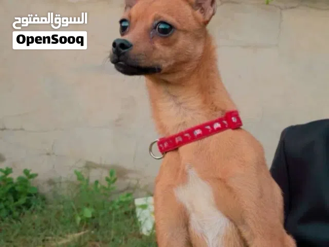 دكر شيواوا ربي يبارك عمره 7 شهور