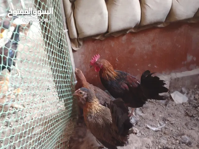 ديك كويتي شمسي عمر خمسة اشهر