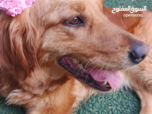 كلب جولدين ريتريفر للبيع بسعر مميز جداا