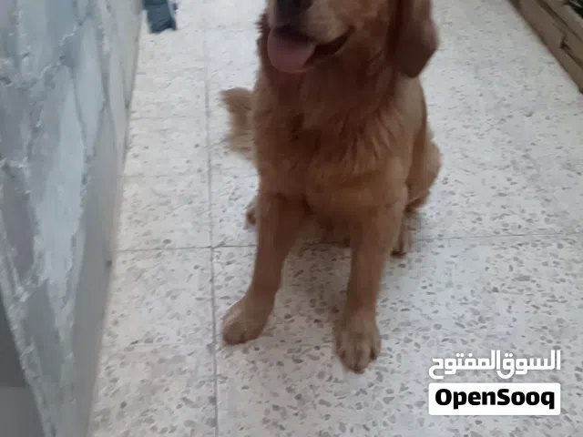 كلب جولدن عمره 9 اشهر