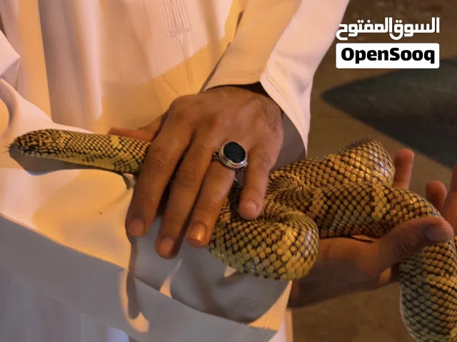 كنج أليف للبيع