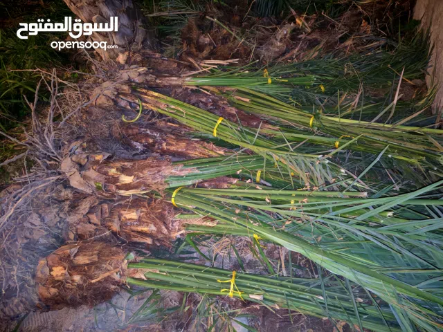 فسائل حنظل عدد 25 فسيله