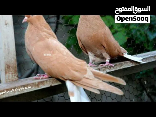 متاح نيكولا طيار 55 طرف اجواز وفردي وانتاج