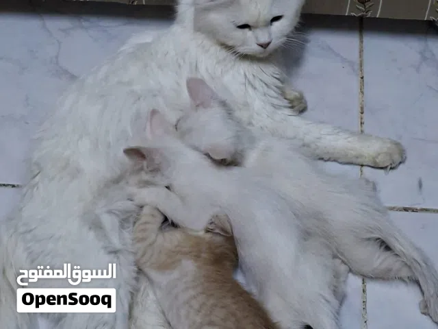 قطه  شيرازيه للبيع مع صغارها