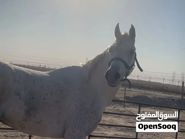 للبيع حصان مصري حار العمر 4 شوي قريب الخمسه الحصان طيب و ملاحظه البيعه مع كل اغراضه