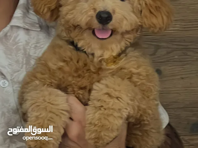 looking for female mini poodle for matting