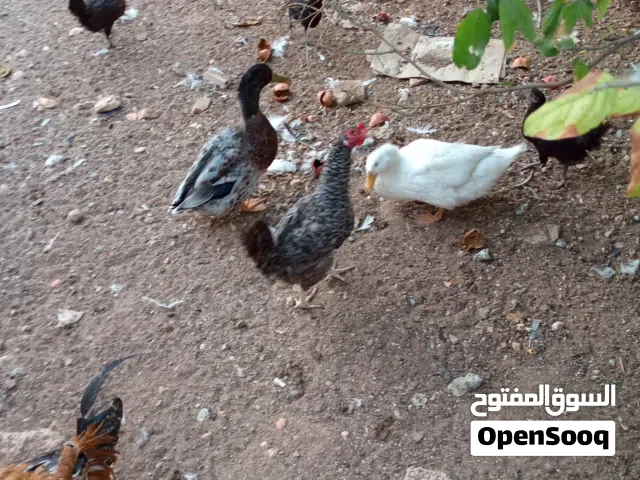 جوز بط للبيع