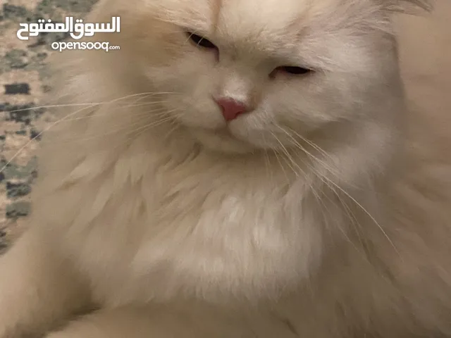 Persian white cat male 1 year old vaccinated