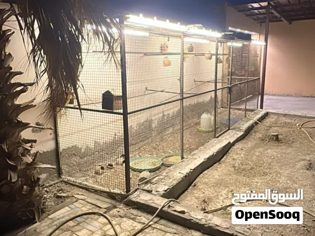 للبيع قفصين لطيور
