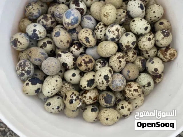 بيع بيض السمان المحلي إيذا ما واثق تعال وختار بنفسك