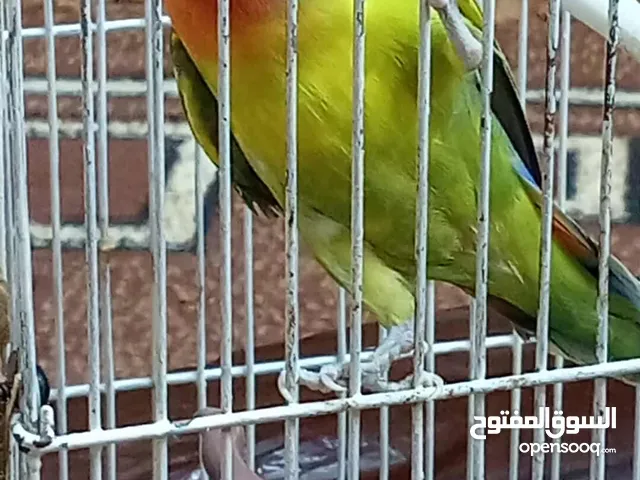جوز روز للبيع دون قفص مطلوب