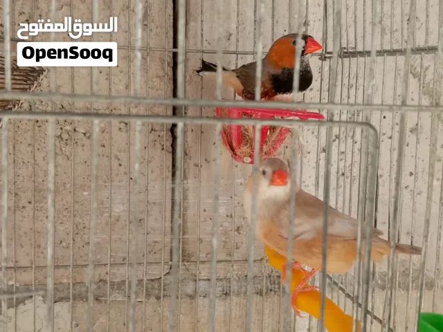جوز فنقز الطيره ايزابيل ولفحل جامبو جوز ماكينه انتاج