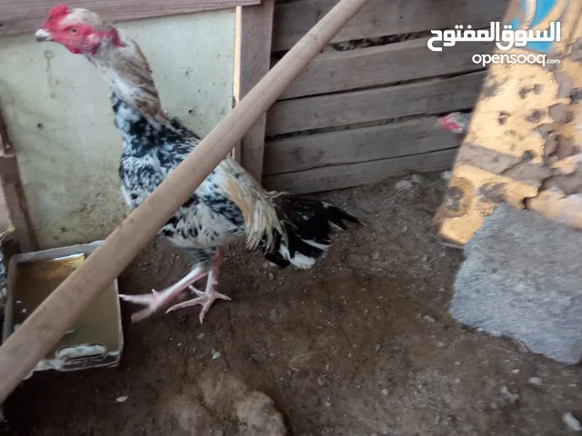 ديك باكستاني للبيع