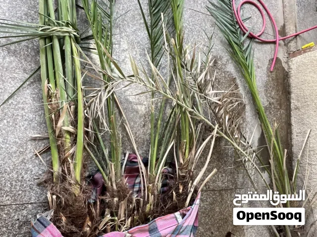 اشجار نخيل