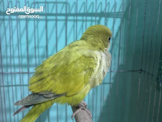 ببغاء كويكر راهب بعده فرخ اقره الوصف