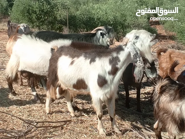 للبيع تيس كفاله هداد ولحم