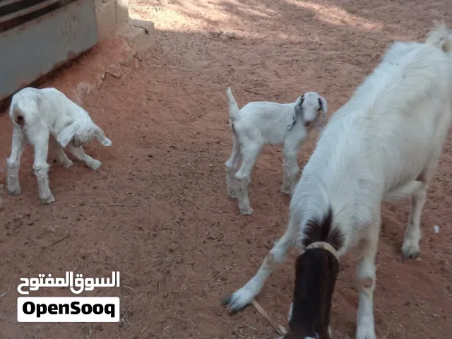 معزھ جامعھ والدھ زوز الھا اسبوع