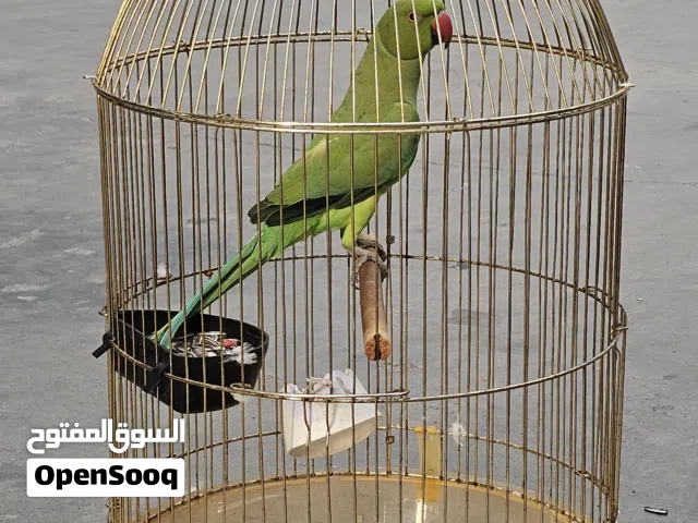 indina ringneck