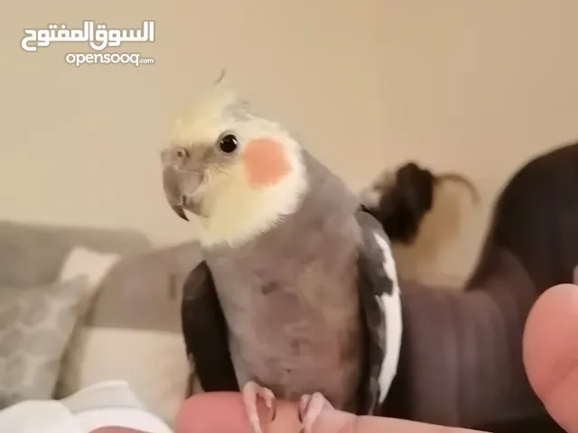 كوكتيل اليف ولطيف
