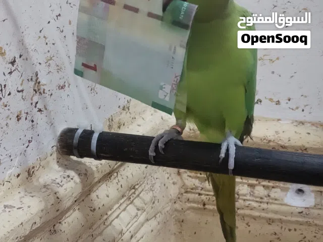 جوز ببغاء شغال للبيع