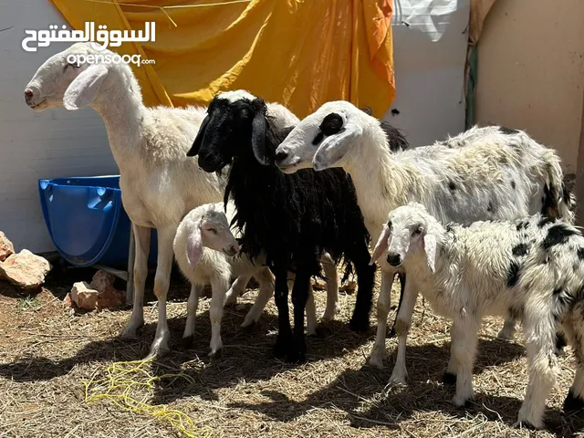 جعد ثلاث ثنتين هنه وعيالهن وحده بكر وعشار تحدر ماشاءالله سمينات حق تربيه يوجد فيديو ف الواتس