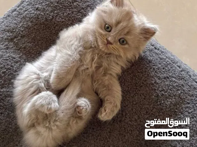 سكوتش ستريت